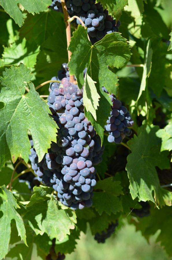 Agriturismo Fattoria Il Piano - Casa Bugno - San Gimignano Βίλα Εξωτερικό φωτογραφία