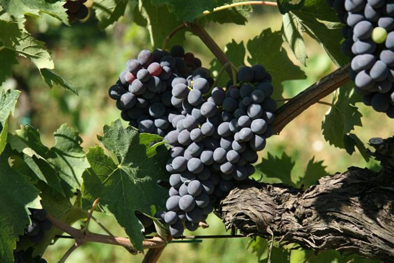 Agriturismo Fattoria Il Piano - Casa Bugno - San Gimignano Βίλα Εξωτερικό φωτογραφία